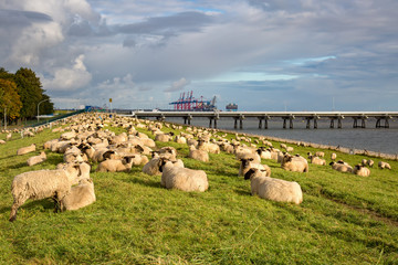 Schafe und Industrie am Deich