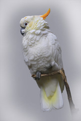 Weißer Kakadu  (Cacatuidae)