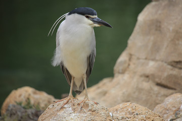 Nachtreiher (Nycticorax nycticorax) 