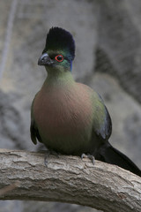 Glanzhaubenturako (Tauraco porphyreolophus)