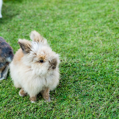 Rabbit on green grass