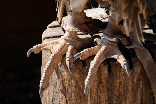 Geierf&uuml;sse
