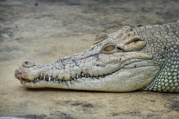 Obraz premium Head of crocodile