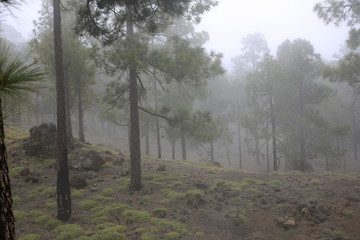 Kanarischer Kiefernwald im Nebel, Teneriffa, Canadas, Kanarische Insel, Spanien, Europa
