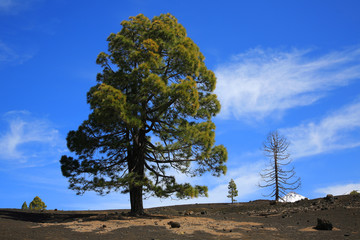 Obraz premium Kanarische Kiefer (Pinus canariensis), Kanaren-Kiefer, Teneriffa, Kanarische Insel, Spanien, Europa