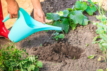 Human hands pouring water to hole in garden