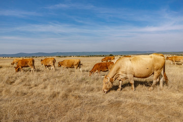Fototapeta premium Brown cows in the smoothness
