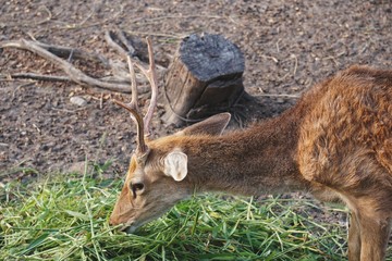 Deer is eating grass