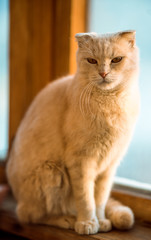 Obraz premium Beautiful peach fold.