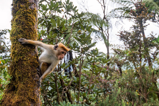 Srilankan toque macaque or Macaca sinica in jungle