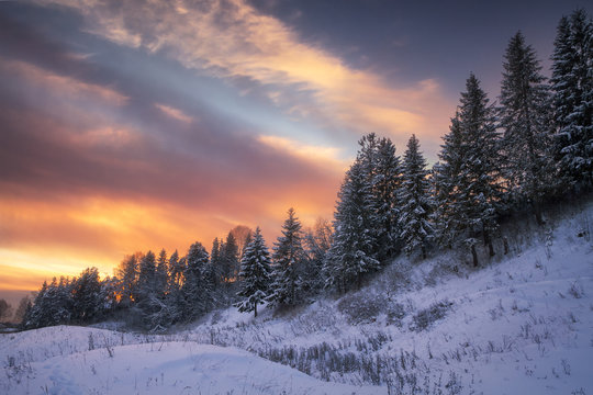 winter coniferous forest on the background of beautiful sunset sky