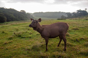 Fototapeta premium Wild sambar deer or Cervus unicolor