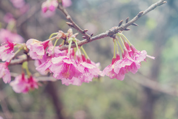 Soft focus Giant tiger flowers (Cherry blossom) on diffuse background in Springtime.