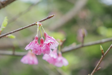 Soft focus Giant tiger flowers (Cherry blossom) on diffuse background in Springtime.
