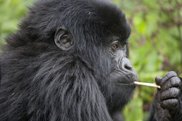 Gorilla / Ruanda