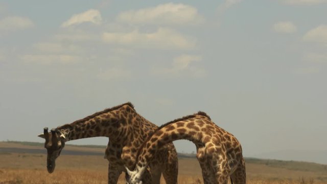 giraffes engaged in a ritualized display of dominance called "necking" that involves head-butting each other's bodies in masai mara game reserve, kenya