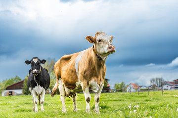 Naklejka na ściany i meble Herd of cows on a pasture in Unteralläu - Bavaria. Simmentaler Cow 