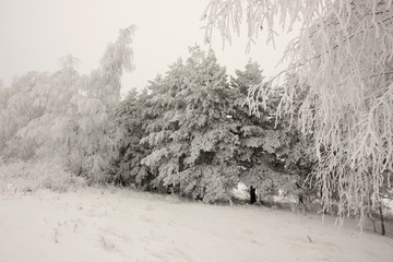 winter landscape with fabulous trees in the morning snow fog