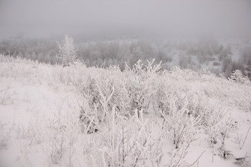 snowy winter forest in a mystical fog