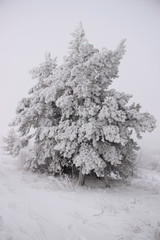 a misty winter morning with fabulous trees covered with frost