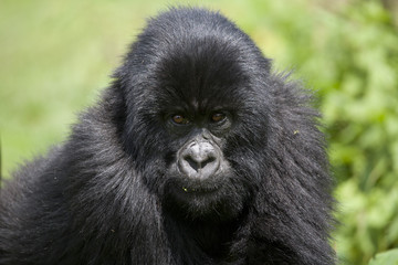 Obraz premium Berggorilla / Ruanda