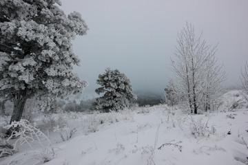 a misty winter morning with fabulous trees covered with frost