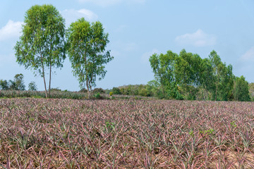 Obraz premium Species Phu Lae pineapple plant field popular favorite fruit in Chiang Rai province, Thailand.