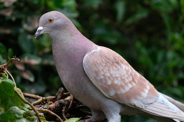 Feral pigeon feeding in urban house garden.