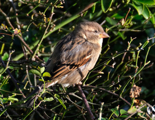 Female house Sparrow in rose bush in urban garden.