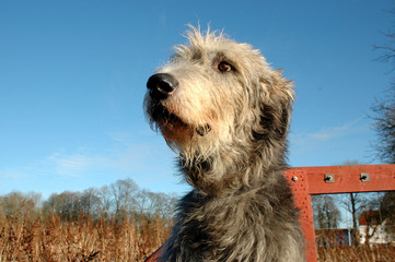 Closeup of an Irish Wolfhound's face towards a blue sky