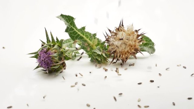 Milk thistle seeds falling