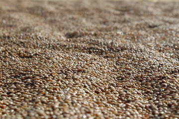 Grains drying in village.