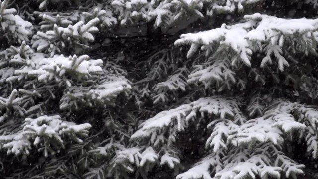 Padający śnieg na tle ośnieżonych gałęzi choinek