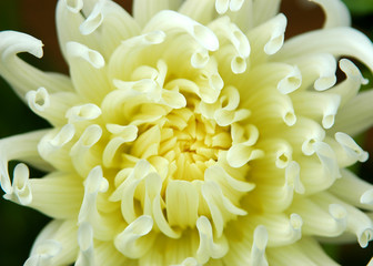 Tender dahlia