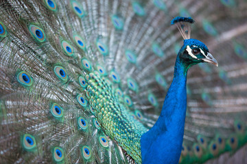 Fototapeta premium Splendid peacock with feathers out (Pavo cristatus) (shallow DOF; color toned image)