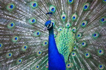 Fototapeta na wymiar Splendid peacock with feathers out (Pavo cristatus) (shallow DOF; color toned image)
