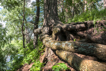 Intricately twisted bare roots of old pine tree on the lakeshore.