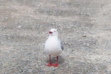 New Zealand bird sea gull on a road