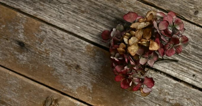 Dead flower on board