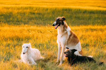 Black Mixed Breed Hunting Dog And Russian Greyhounds Borzois, Boa Sitting Together Outdoor In Summer Or Autumn Meadow Or Field Green Grass