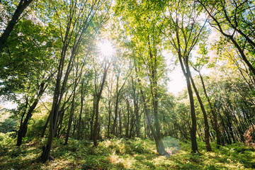 Fototapeta premium Sun Shining Through Canopy Of Tall Trees. Sunlight In Deciduous 