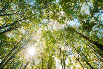 Spring Sun Shining Through Canopy Of Tall Trees. Sunlight
