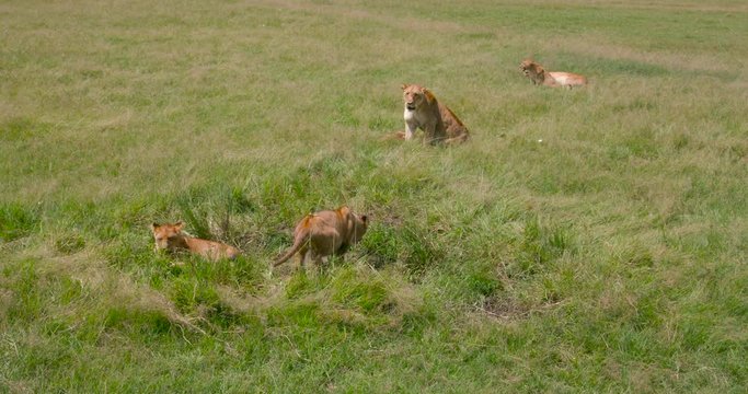 2 Lionesses & Lion Cubs