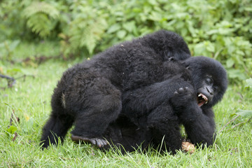 Gorilla / Berggorillla / Ruanda