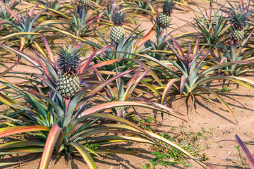 Naklejka na ściany i meble Species Phu Lae pineapple plant field popular favorite fruit in Chiang Rai province, Thailand.