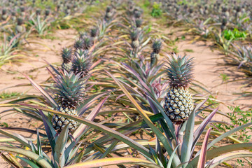 Species Phu Lae pineapple plant field popular favorite fruit in Chiang Rai province, Thailand.