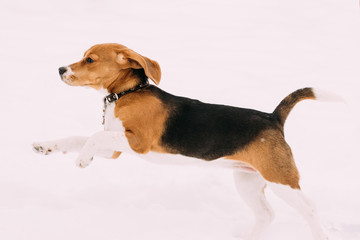 Beautiful Funny Puppy Of English Beagle Playing Fast Running In Snow