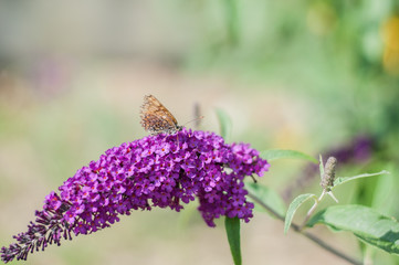 buddleja davidii royal purple in piena fioritura con farfalla che ristora