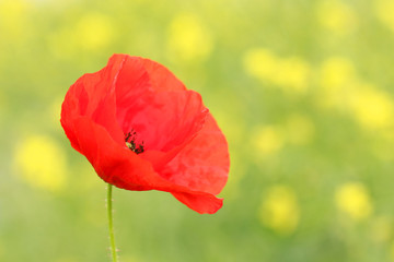 Poppy flower spring season nature