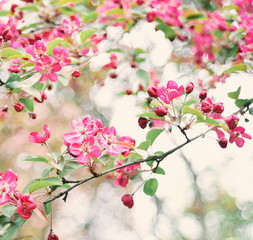 Fototapeta na wymiar Close up of pink flowers on a tree